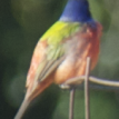 Painted Bunting