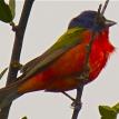 Painted Bunting
